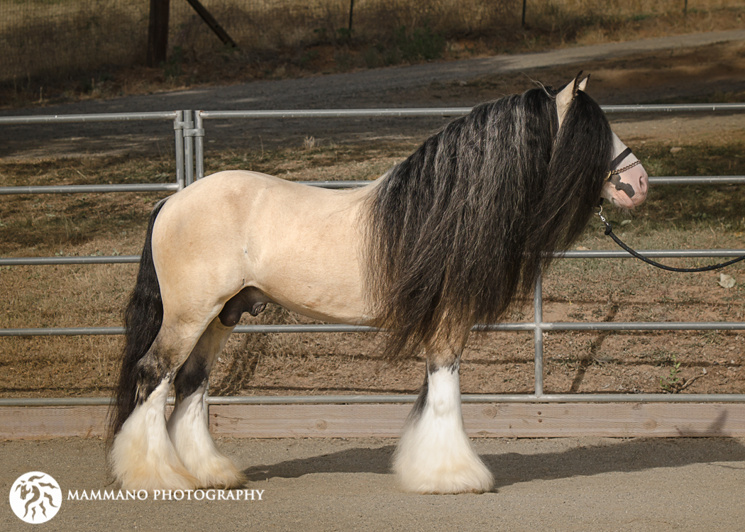 Taskin The Magnificent Buckskin Stallion Horse Proudly Displays His Splendor
